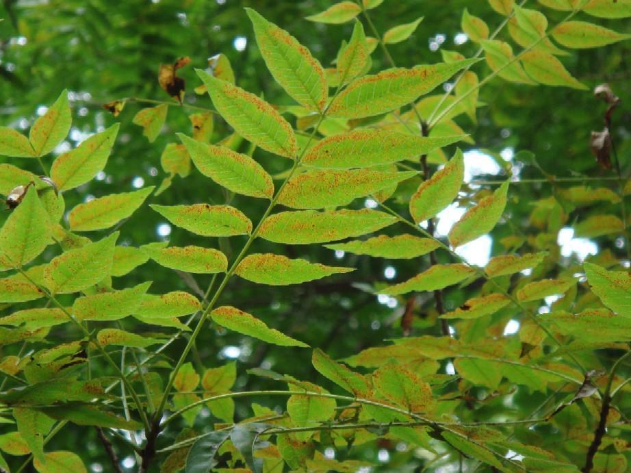 らんしんぼく（爛心木）: 夢彩人_樹木・草