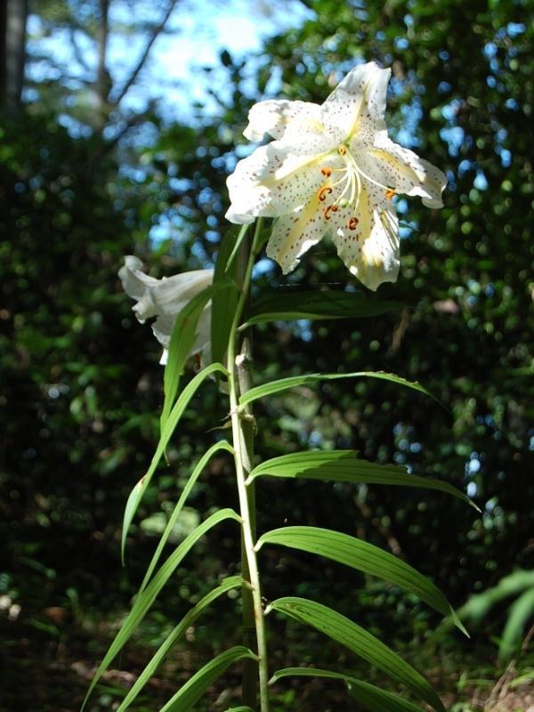 やまゆり（山百合）: 夢彩人_樹木・草