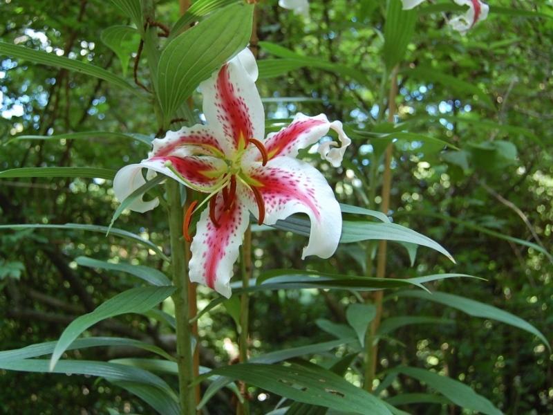 やまゆり（山百合）: 夢彩人_樹木・草